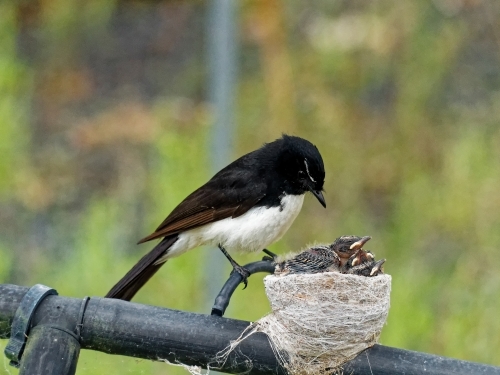 Australian native willie wagtail bird sitting on nest feeding three young chicks - Australian Stock Image