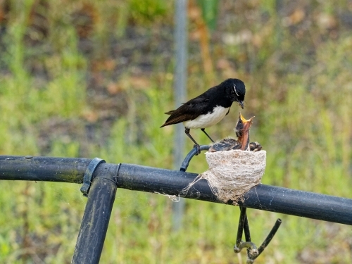Australian native willie wagtail bird sitting on nest feeding three young chicks - Australian Stock Image