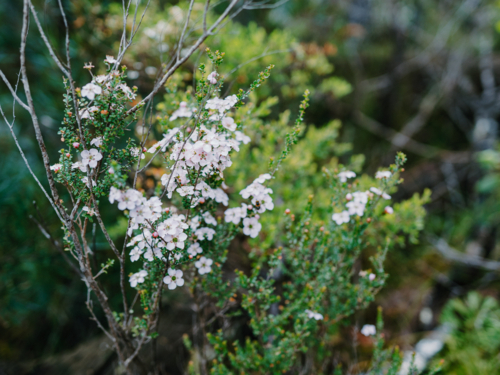Australian Natives in flower - Australian Stock Image