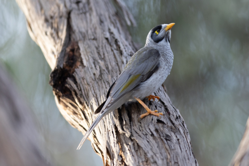 Australian Noisy Minor bird on a sunny winter afternoon in Melbourne, Victoria Australia - Australian Stock Image