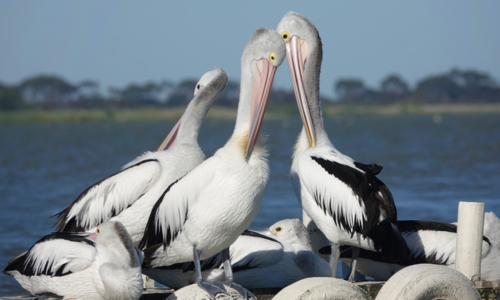 Australian Pelican - Australian Stock Image