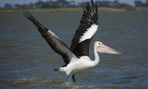 Australian Pelican - Australian Stock Image