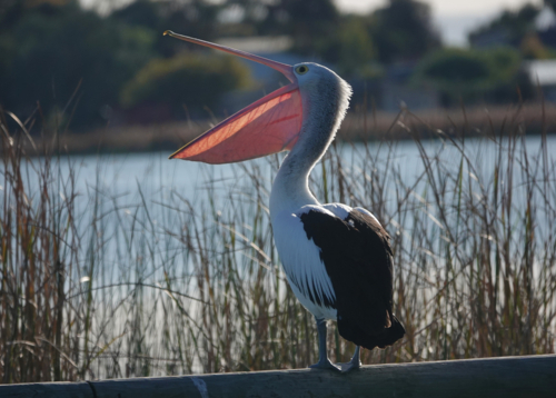 Australian Pelican - Australian Stock Image