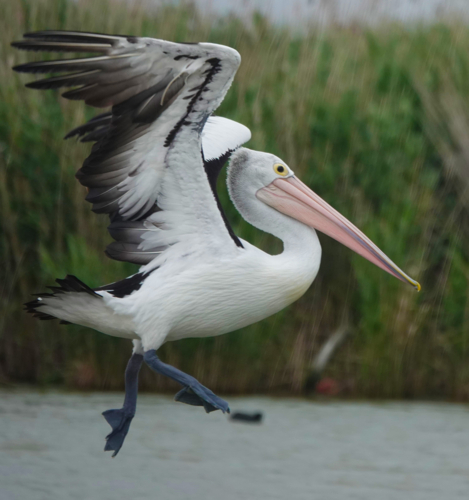Australian Pelican coming in to land on water - Australian Stock Image