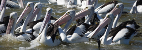 Australian Pelican feeding - Australian Stock Image