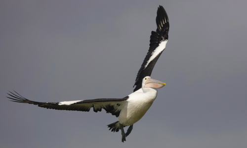 Australian Pelican in flight - Australian Stock Image