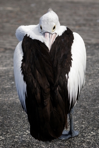 Australian Pelican (Pelicanus conspicillatus) in contorted position with head turned around - Australian Stock Image