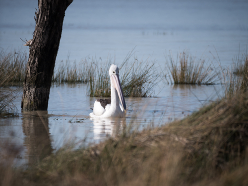 Australian pelican swimming at Lake Pamamaroo, New South Wales - Australian Stock Image