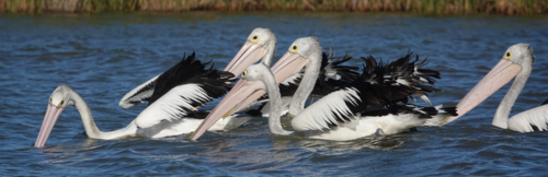 Australian Pelicans swimming on water - Australian Stock Image