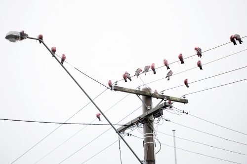 Australian pink and grey galahs (Eolophus roseicapilla) in a flock sitting on a telephone pole - Australian Stock Image