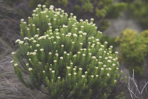 Australian plants up close