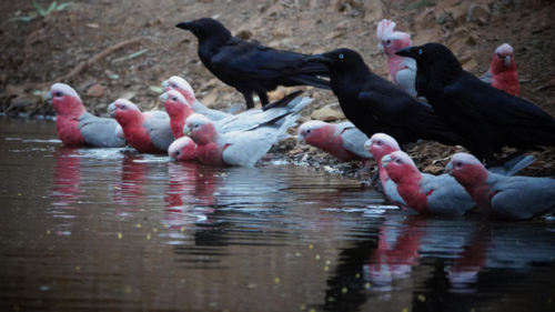 Australian Raven & Galah - Australian Stock Image