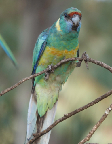 Australian Ringneck Parrot - Australian Stock Image
