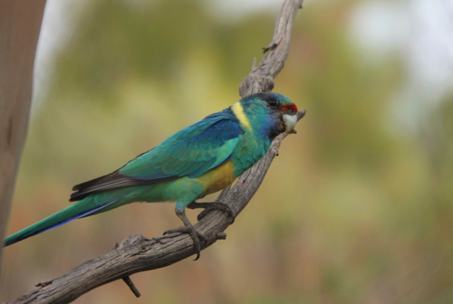 Australian Ringneck Parrot - Australian Stock Image