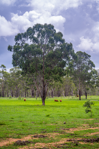 Australian rural pasture with cows and scattered trees - Australian Stock Image