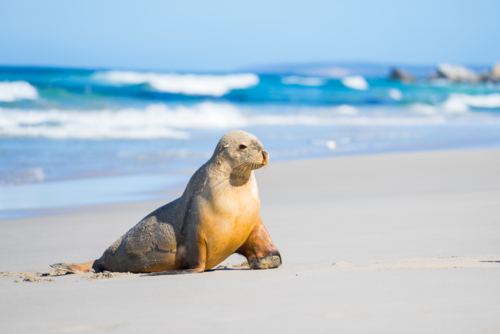 Australian sea lion rests on a sandy shore of a pristine beach - Australian Stock Image