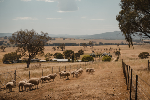Australian sheep farming in the Central Tablelands of NSW - Australian Stock Image