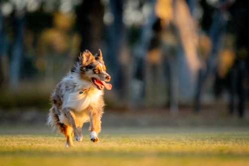 Australian shepherd sprinting across a sunlit field - Australian Stock Image