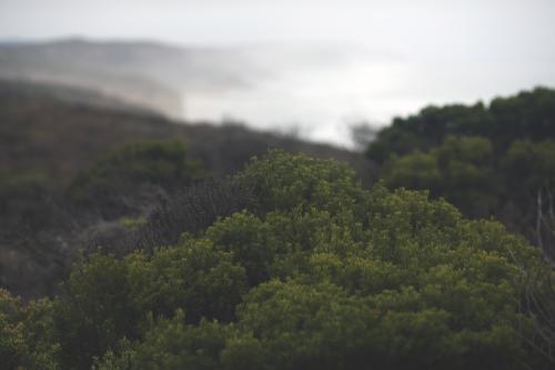 Australian vegetation with beach in the background - Australian Stock Image