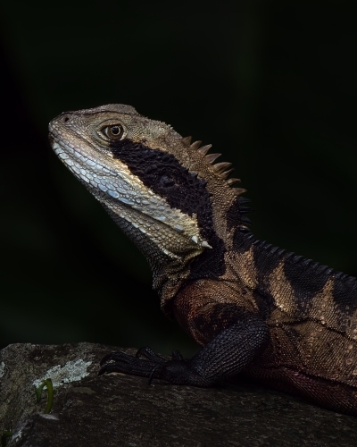 Australian Water Dragon - Australian Stock Image