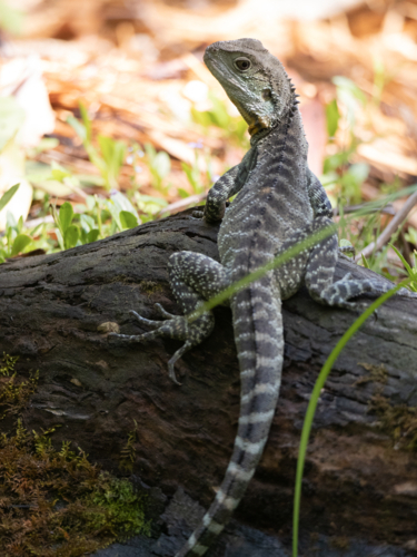 Australian water dragon - Intellagama lesueurii - Australian Stock Image