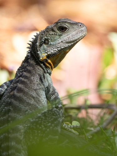 Australian water dragon - Intellagama lesueurii - Australian Stock Image