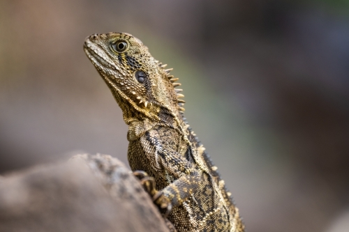 Australian Water Dragon sitting on a rock in the wild - Australian Stock Image