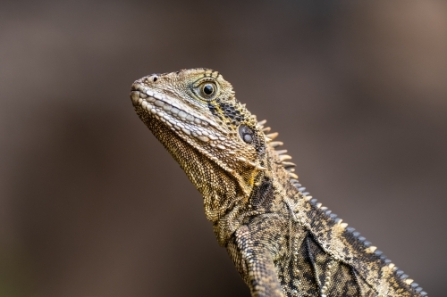 Australian Water Dragon sitting on a rock in the wild - Australian Stock Image