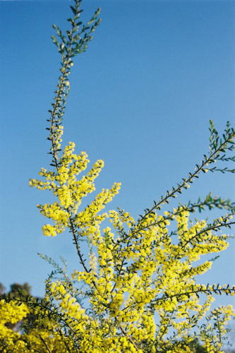 Australian Wattle Blossoms Against a Clear Blue Sky - Australian Stock Image