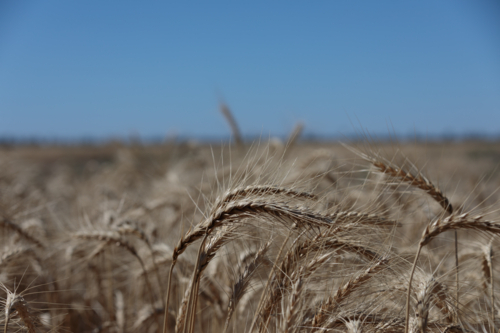 Australian Wheat Close Up - Australian Stock Image