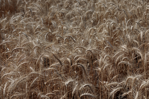 Australian Wheat Close Up - Australian Stock Image
