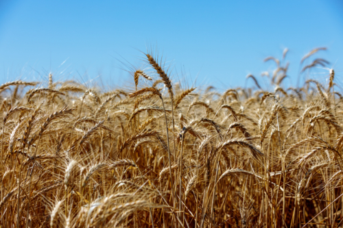 Australian Wheat Close Up - Australian Stock Image