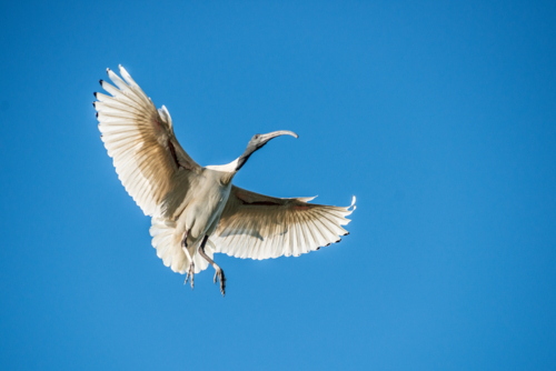Australian white ibis landing with wings outstretched. - Australian Stock Image