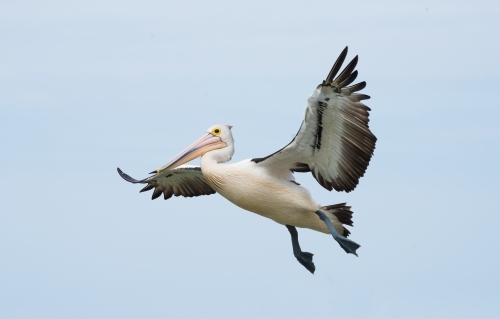 Australian white pelican flying overhead on a blue sky with cloudy mist background. - Australian Stock Image