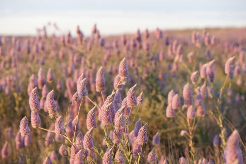 Australian wildflowers at sunrise - Australian Stock Image