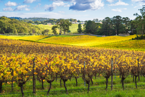 Australian wine region landscape with autumn vineyard colours, Adelaide Hills, South Australia - Australian Stock Image