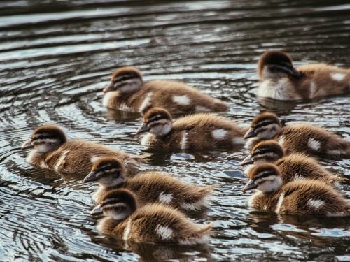 Australian wood ducklings in a pond - Australian Stock Image