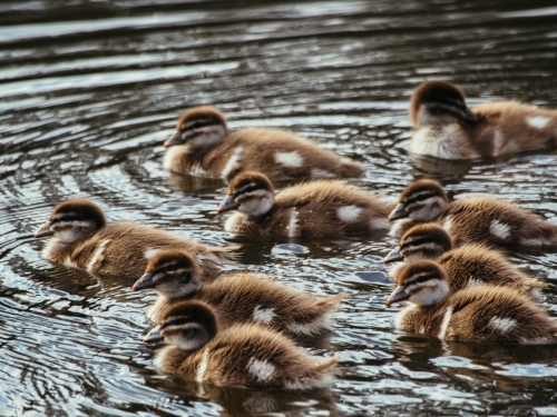 Australian wood ducklings in a pond