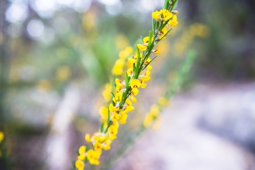 Australian Yellow Native Pea plant in focus