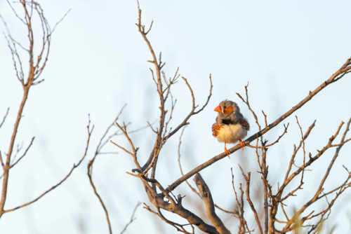 Australian zebra finch (Taeniopygia guttata) perched on bare branch against clear blue sky - Australian Stock Image
