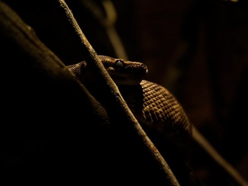 Autralian Snake with dim lighting - Australian Stock Image