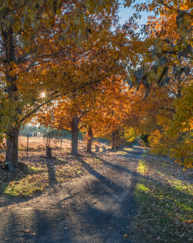 Autumn colour and a country driveway - Australian Stock Image