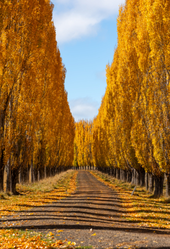 Autumn colour in New England - Australian Stock Image