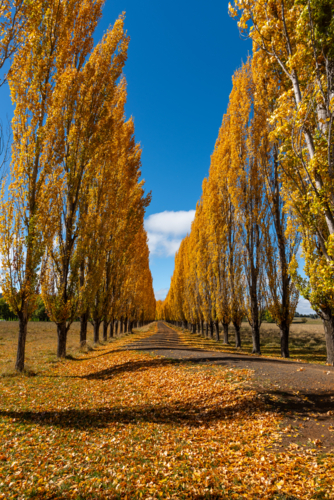 Autumn colour in New England - Australian Stock Image