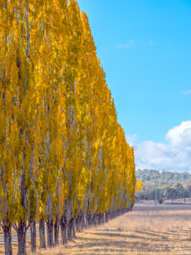 Autumn colour in New England - Australian Stock Image