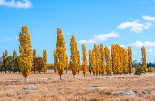 Autumn colour in New England - Australian Stock Image