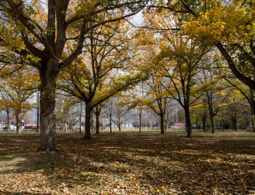 Autumn coloured trees on the Glen Innes Showground - Australian Stock Image