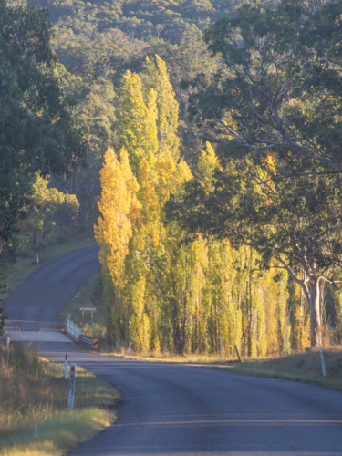 Autumn colours on trees beside country road - Australian Stock Image