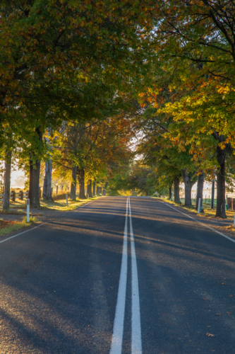 Autumn colours on trees beside country road - Australian Stock Image