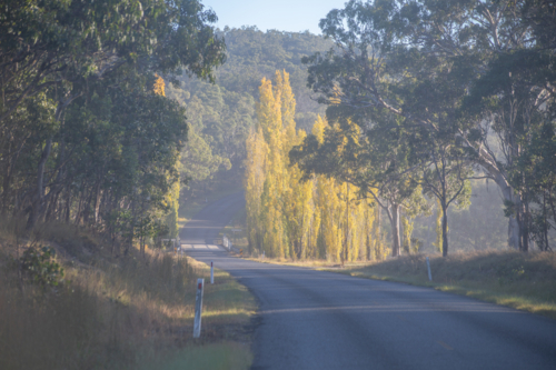 Autumn colours on trees beside country road - Australian Stock Image